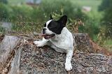 BOULEDOGUE FRANCAIS 1300
